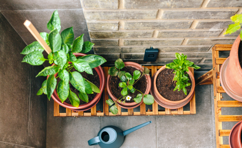 Quel terreau pour un potager de balcon