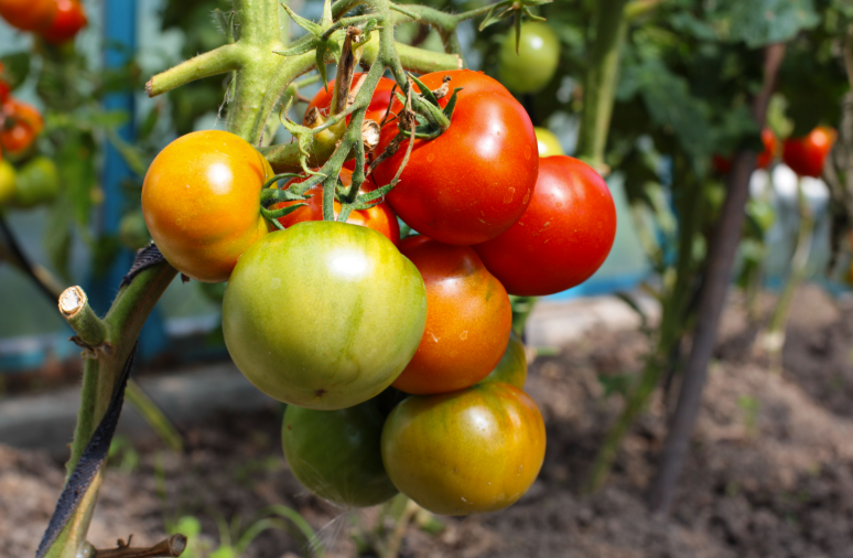 Quelle est la saison des tomates