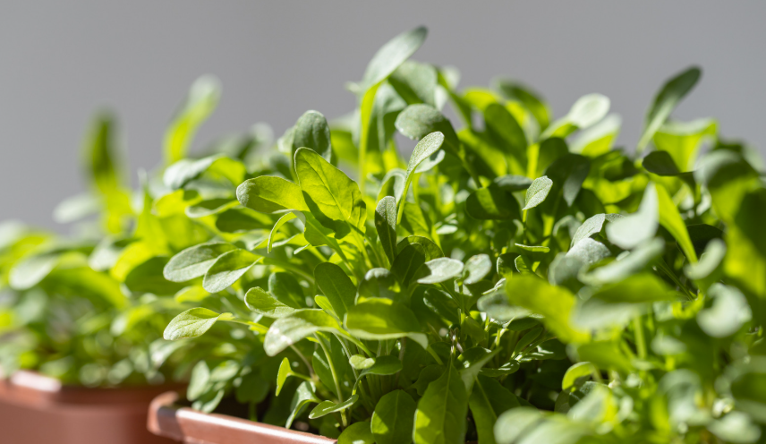 Comment cultiver la roquette sur un balcon