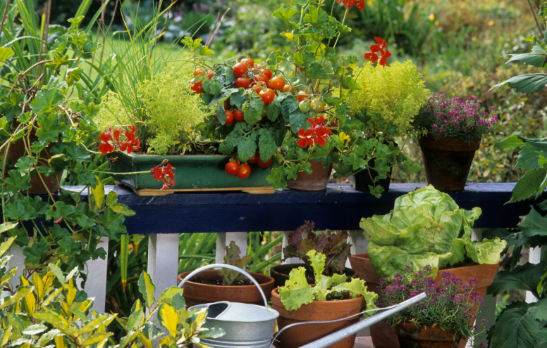 Comment faire un potager sur son balcon