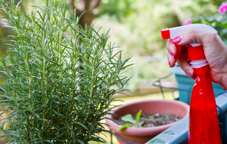 Que planter dans un potager de balcon