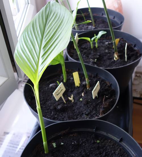 Plant de curcuma en pot (le  rhizome acheté dans le commerce a été mis directement en terre à l'intérieur)