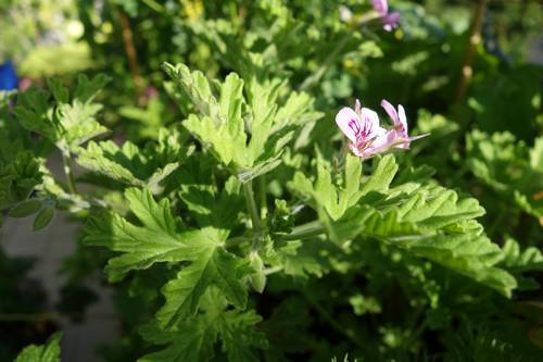 Pelargonium graveolens appelé couramment géranium rosat dans un bac à culture. La plante dégage une odeur subtile qui embaume le balcon par temps ensoleillé.