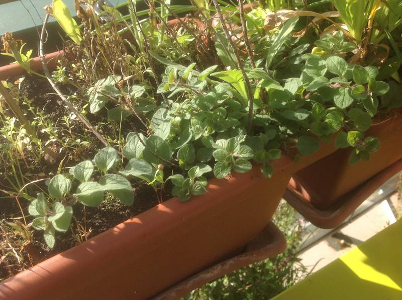 Origan dans une jardinière. l'origan se ressème très facilement, si on le laisse monter à graines, il se ressème dans d'autres pots du balcon sans aucune intervention perticulière