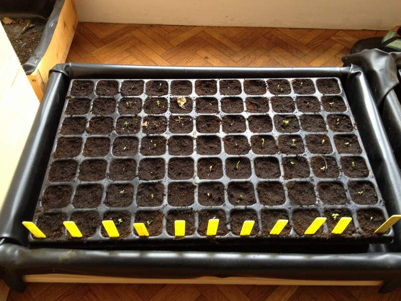 Plaque à semis pour obtenir plusieurs plants en même temps (il y a une seule variété par rangée)