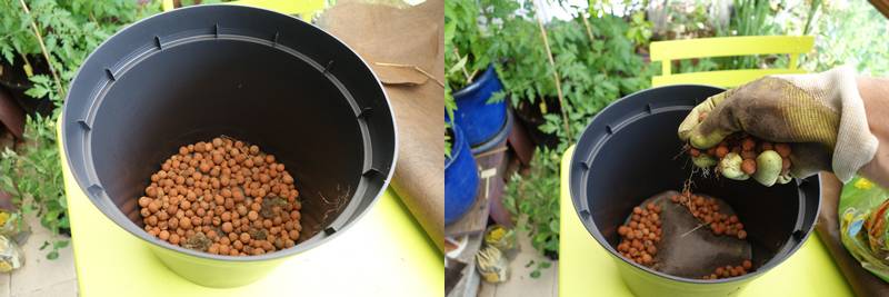 DébuterUn potager bio sur mon balcon