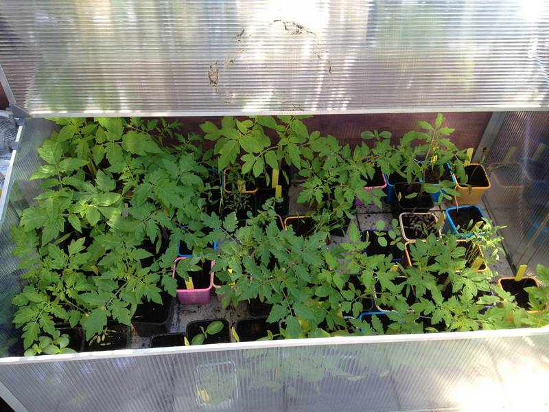 Plants de tomates, de courgette, d'amarante etc. dans une mini-serre le 25 avril 2013.  Le semis a été effectué à l'intérieur de l'appartement, puis après la levée (au bout de 2 à 3 semaines), les godets ont été placés dans la mini-serre sur le balcon.