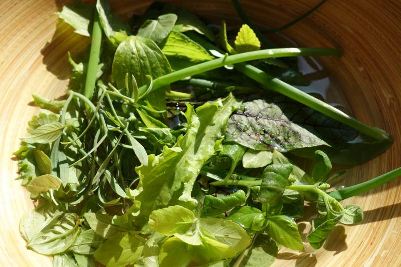 Légumes récoltés sur le balcon : basilic camphre,