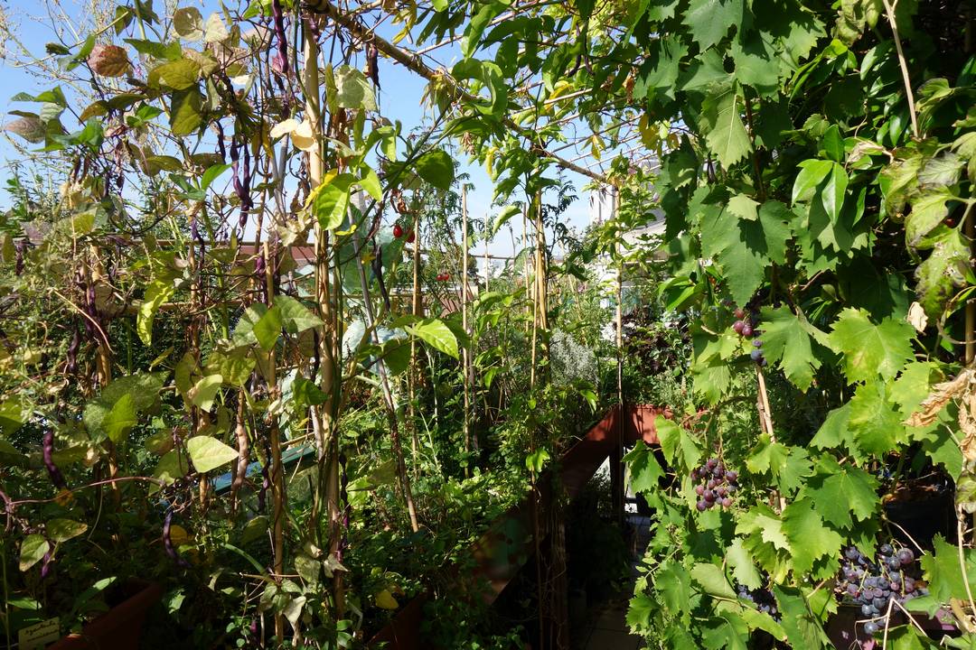 Balcon-septembre-2016