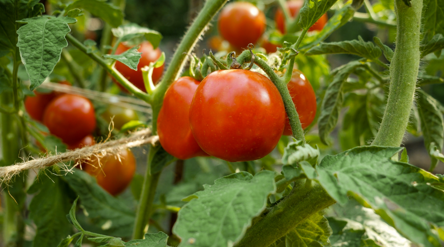 Quelle est la saison des tomates