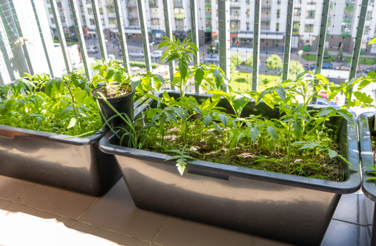 Quel terreau pour un potager de balcon
