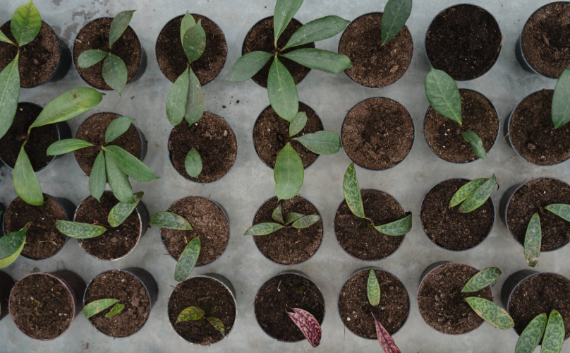 Quel terreau pour un potager de balcon