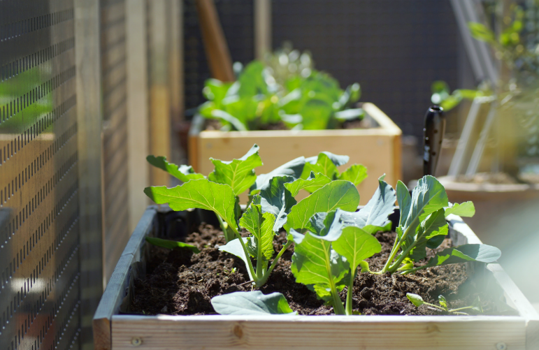 Quelle matière pour un carré potager de balcon