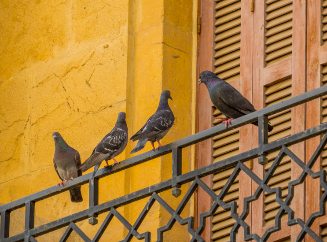 Comment éloigner les pigeons de son balcon