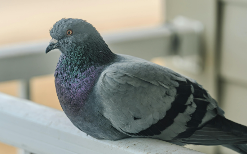 Comment éloigner les pigeons de son balcon