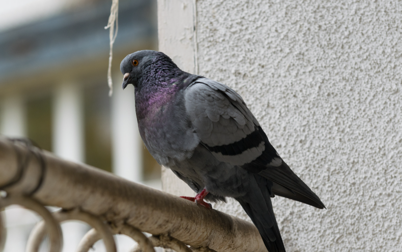 Comment éloigner les pigeons de son balcon