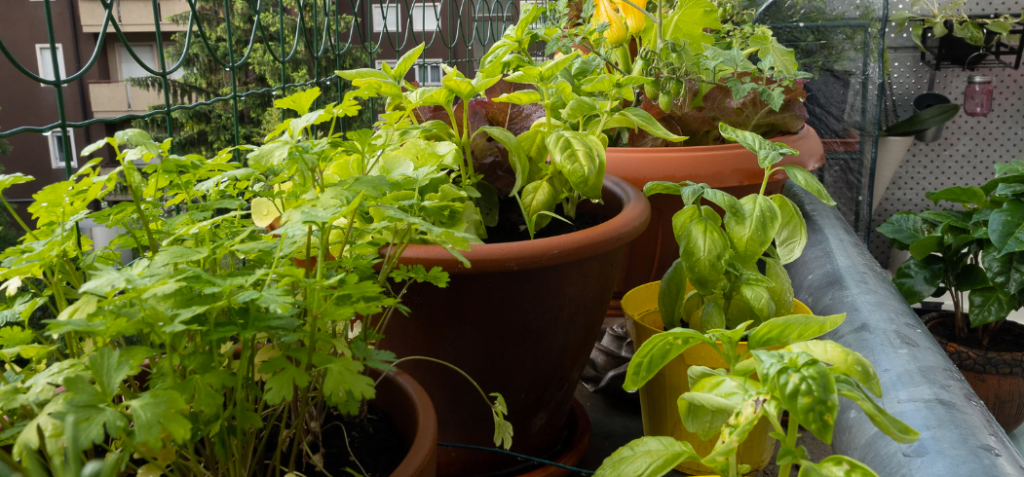 Comment cultiver la roquette sur un balcon