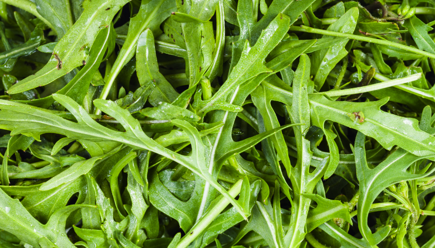 Comment cultiver la roquette sur un balcon