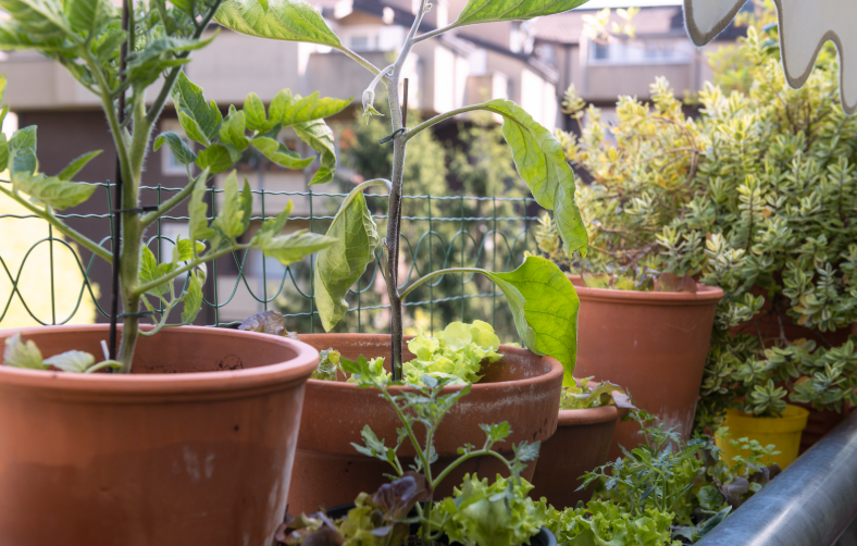Comment faire un potager sur son balcon