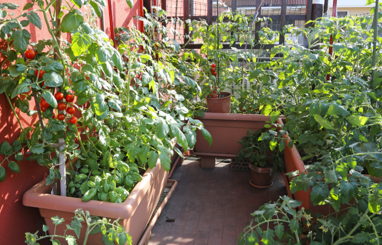 Que planter dans un potager de balcon