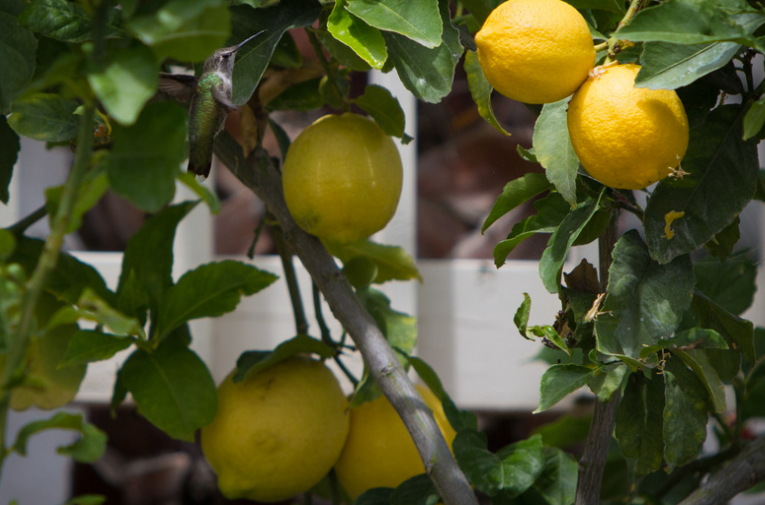 Que planter dans un potager de balcon