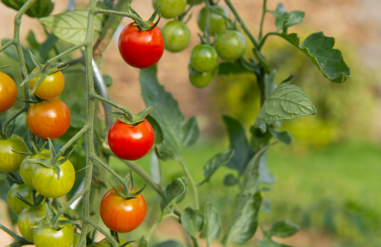 Quelle est la saison des tomates